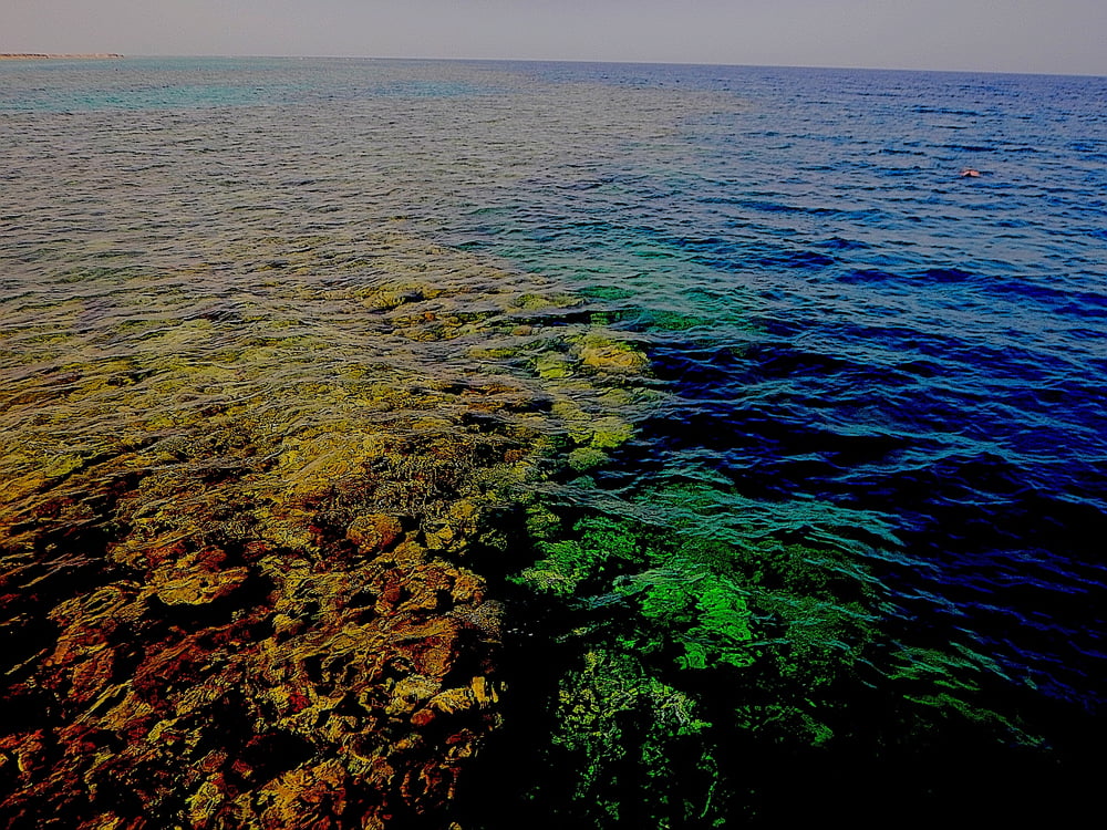 Housereef Gorgonia Beach*****