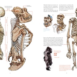 Gorilla (Sachbuch)