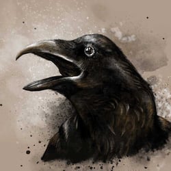 Krähe – Crow