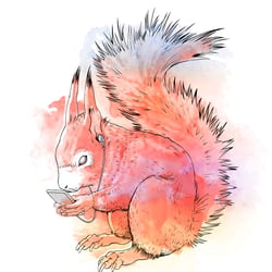 Eichhörnchen