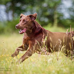 Labrador Retriever