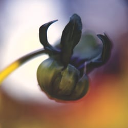Pflanzen und Naturportraits