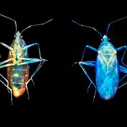 Oxycarenus