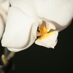 Flower / Orchidee Foto Übungen März 2014