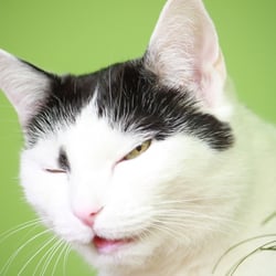 Bastet the Cat 2012 Teil 02
