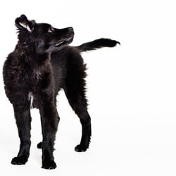 Pipoca