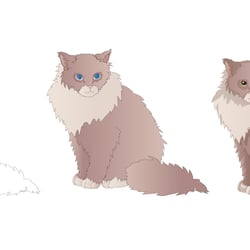 Birma Katze