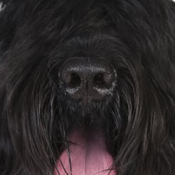 schottischer hirtenhund