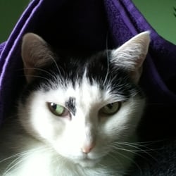 Bastet the Cat 2012 Teil 02