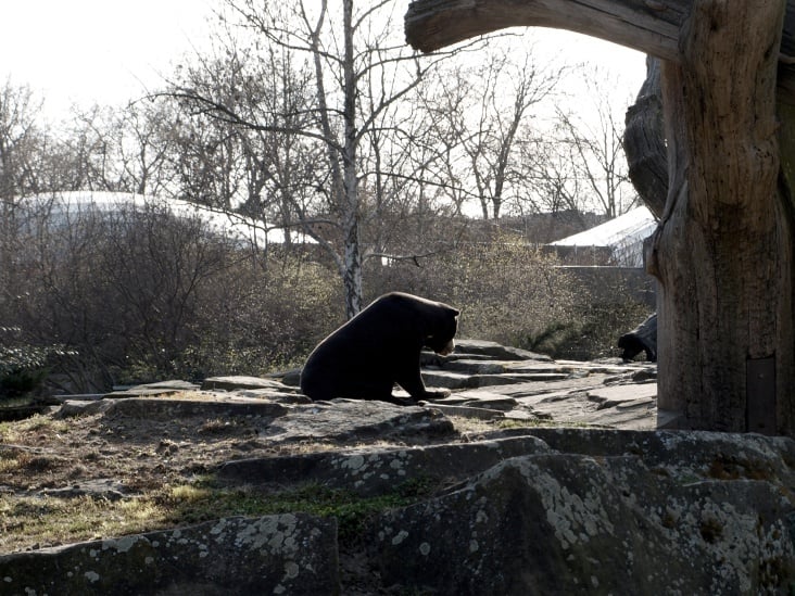 Bearly Even There