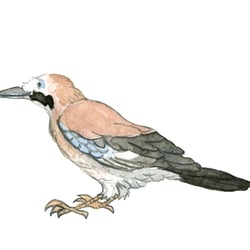 Eichelhäher