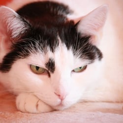 Bastet the Cat 2012 Teil 02