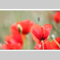 Makrofotografie