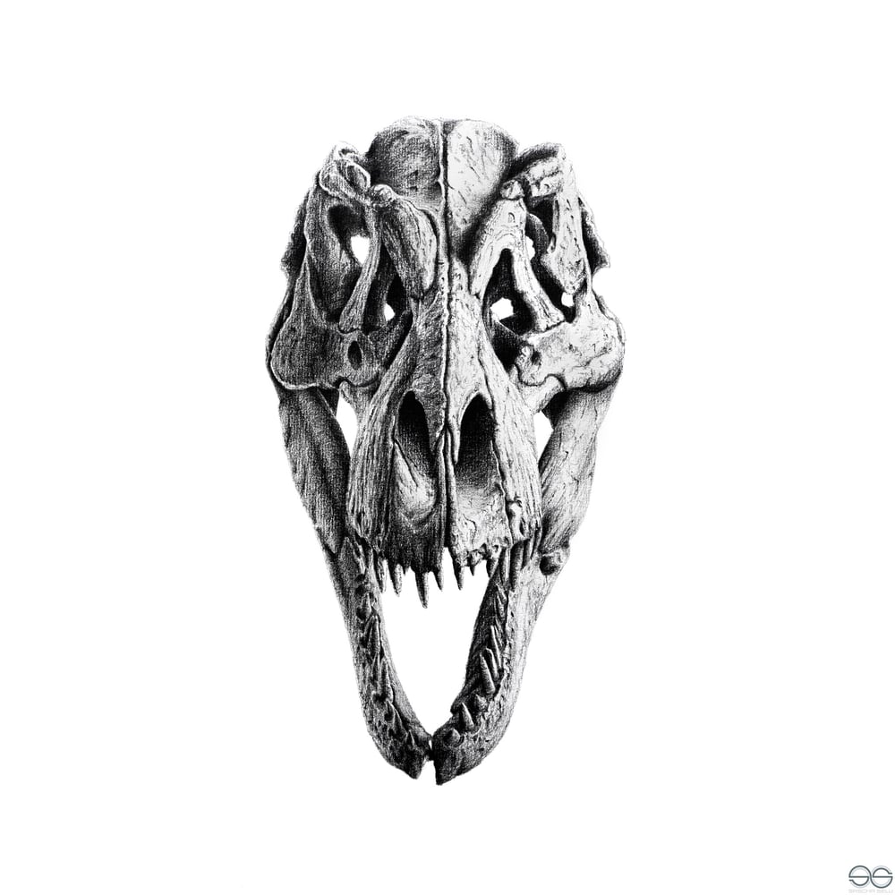 TRex Schädel