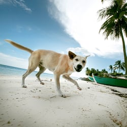 Strandhund auf Bohol, Philippinen