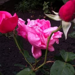 Natur 2012 Blumen