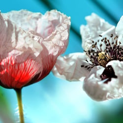 just flowers 06