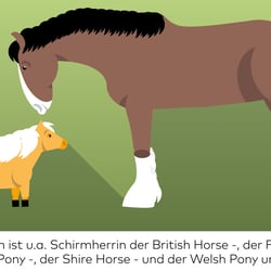 Die Queen ist Schirmherrin diverser Pferde-Vereine