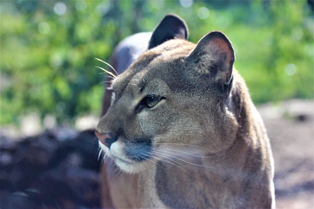 Puma