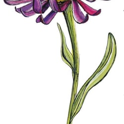Temperafarben: Aster