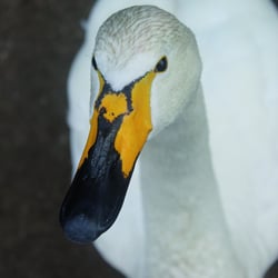 Schwan Tierpark Greifswald