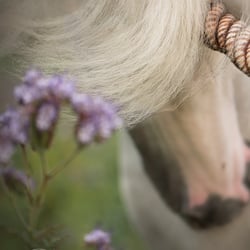 Tierfotografie StephanieBaer  0004