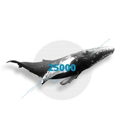 Illustration: Blauwal-Population gestiegen