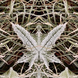 Spiegelbild