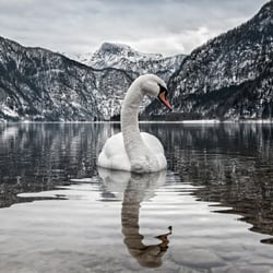 Portfolio Rudi Ferder
