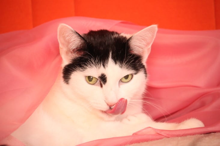 Bastet the Cat 2012 Teil 04