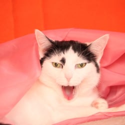 Bastet the Cat 2012 Teil 04