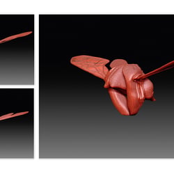 Zbrush Modelling / Flugmuskeln