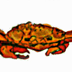 krabbe