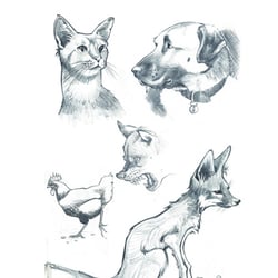 Animals