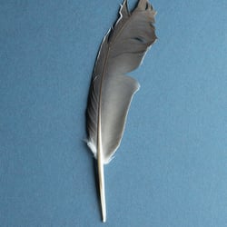 bent dove feather on blue background, upper side