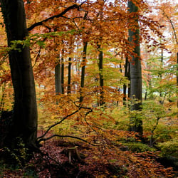 Herbst