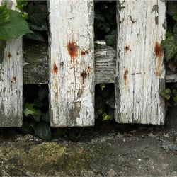 Zaun