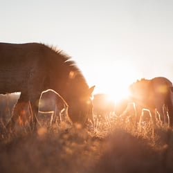 Wildpferde Przewalski StephanieBaer 0005
