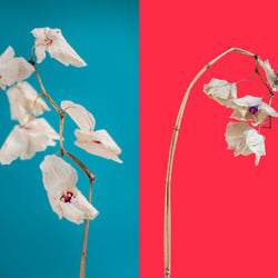 Orchideen