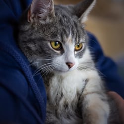 Katzenshooting