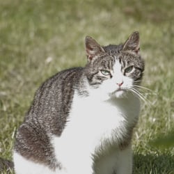 Cat 2014 Foto Übung