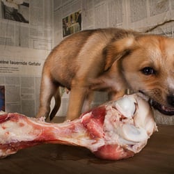 the small one and the bone