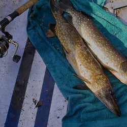Pikefishing