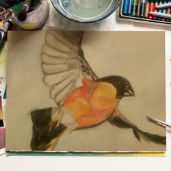 Dompfaff mit Aquarellstiften