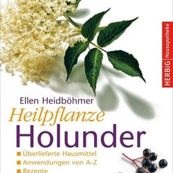 Heilpflanze Holunder