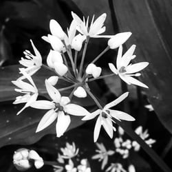 Bärlauchblüte