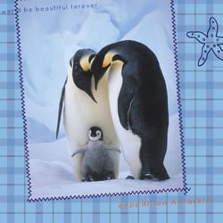 pinguine6b