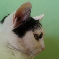 Bastet