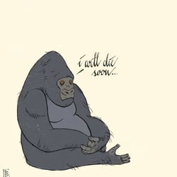 gorilla
