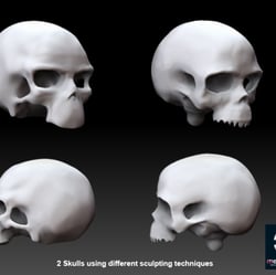 2 skulls